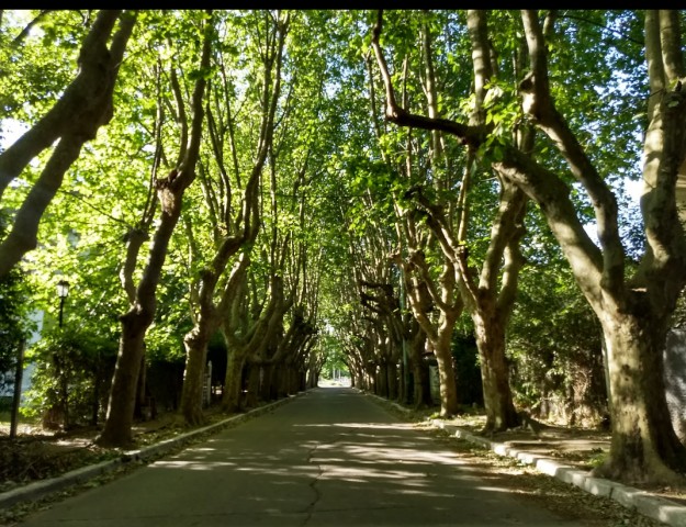 Callecitas arboladas